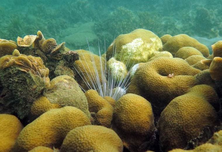 El arrecife de coral de Colombia que da esperanzas al mundo tras sobrevivir contra todo pronóstico