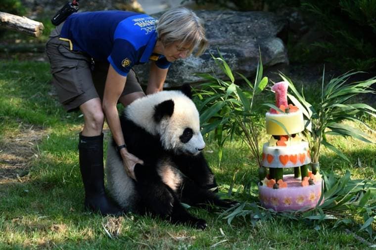 El bebé panda Yuan Meng celebra su primer cumpleaños en un zoo de Francia