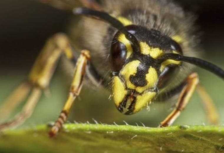 ¿Por qué odiamos a las avispas y amamos a las abejas?