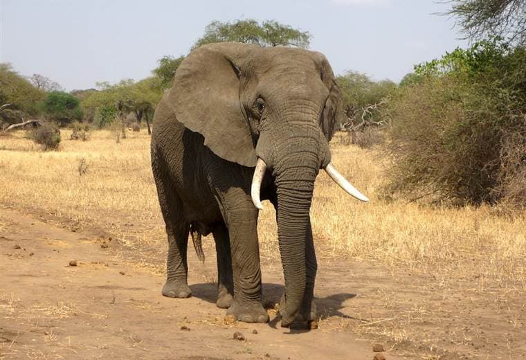 Presunto cazador furtivo muere en Sudáfrica aplastado por un elefante y devorado por los leones