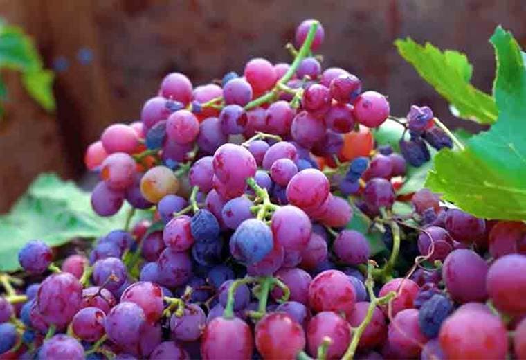 Conozca los beneficios de las uvas