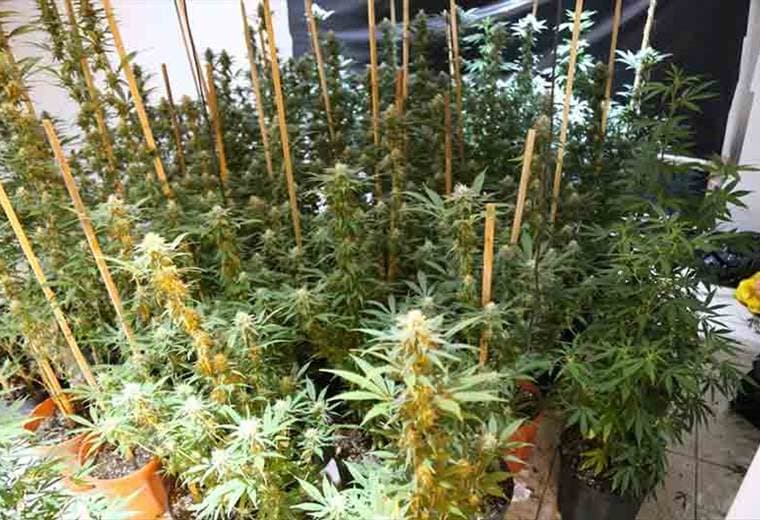 PCD detuvo a seis sujetos sospechosos de cultivar marihuana