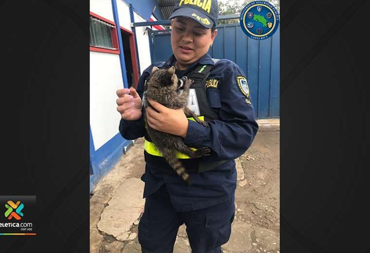 Fuerza Pública y Sinac rescataron a cría de mapache