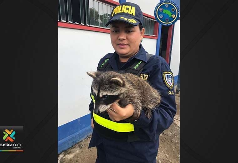 Fuerza Pública y Sinac rescataron a cría de mapache
