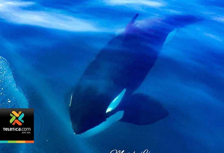 Grupo de orcas fue grabado cerca del Golfo Dulce el domingo anterior