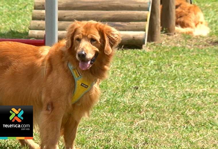 Dejan carne con vidrios en parques de la capital para matar perros, según denuncian vecinos
