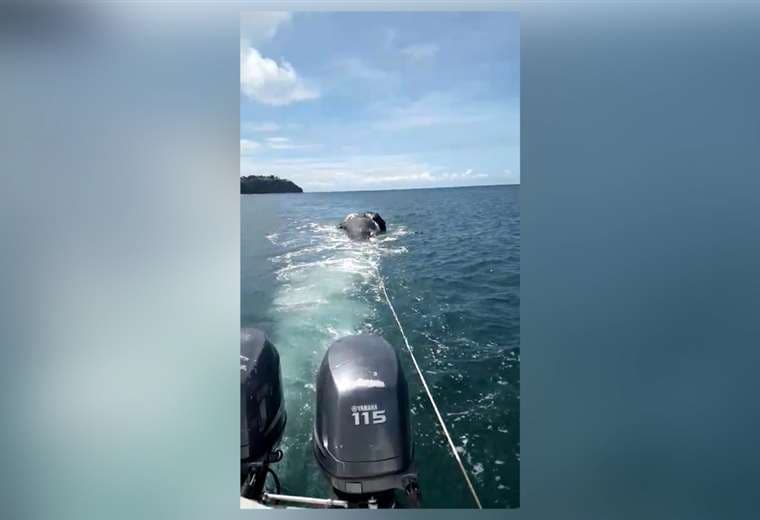 Cría de ballena aparece muerta en Playa Blanca, Puntarenas