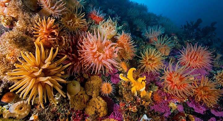 Una rara enfermedad amenaza los corales del Caribe
