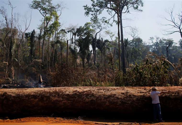 Deforestación en el Amazonas: selva de Brasil sufre la mayor pérdida de vegetación desde 2008