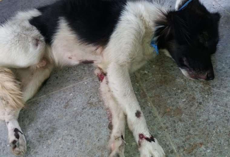 Fiscalía investiga a hombre que arrastró a perro tras amarrarlo a su bicimoto en Cariari