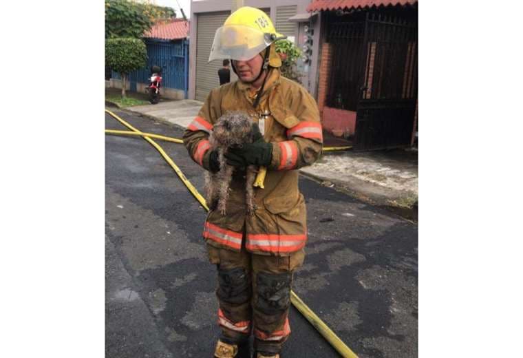 Dos perritos fueron rescatados por Bomberos en incendio en Hatillo 4