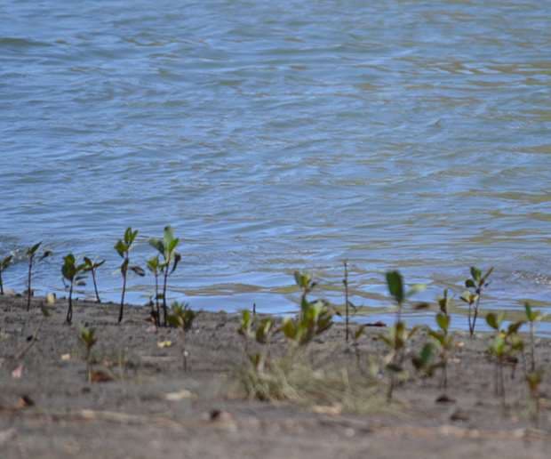Adulto mayor aparece sin vida en río de Llano Grande de Cartago