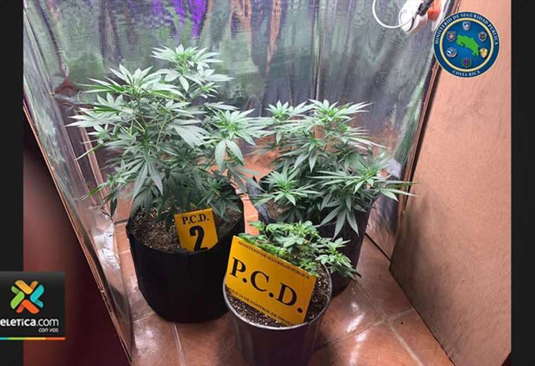 Policías iban a detener sujeto por pensión alimentaria pero encontraron un cultivo de marihuana en Esparza
