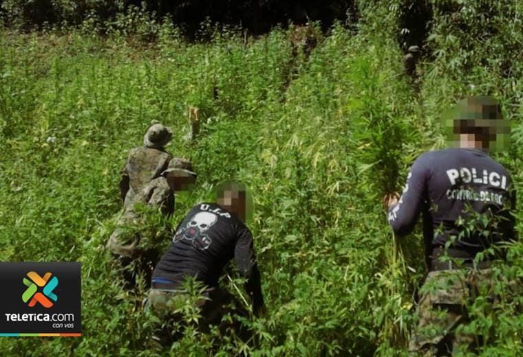 Autoridades destruyeron 401.000 plantas de marihuana en cerros de Talamanca