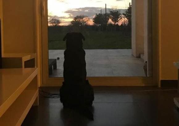 Nala, la perrita de Emiliano Sala, aún aguarda por su dueño 