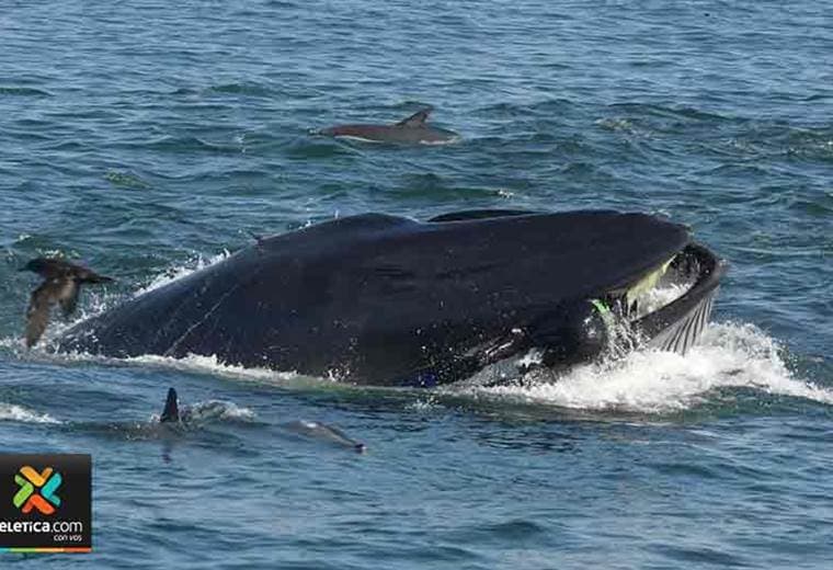 Una ballena se traga a un buzo en Sudáfrica que se salva milagrosamente