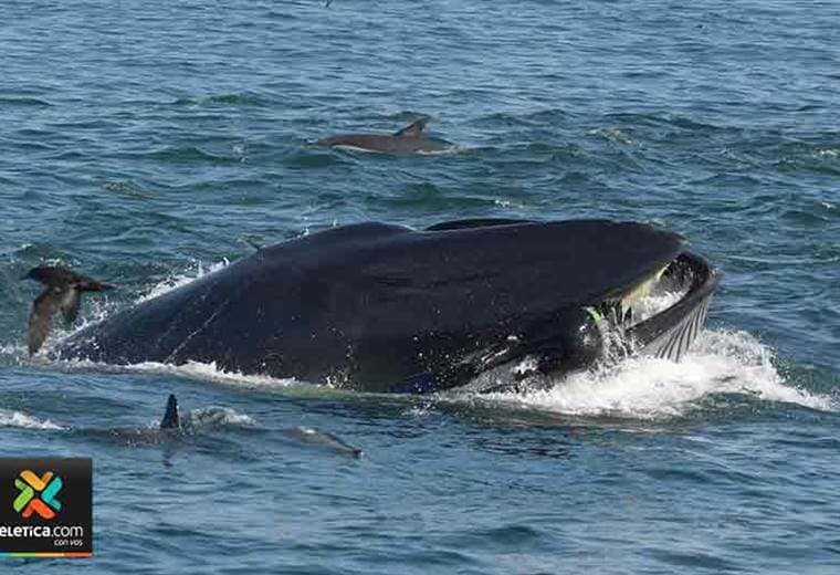 Una ballena se traga a un buzo en Sudáfrica que se salva milagrosamente