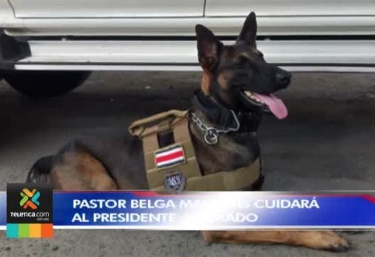 Perro raza Pastor Belga resguardará al presidente Carlos Alvarado