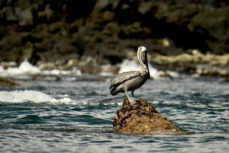Unesco amplía a 14,6 millones de hectáreas la reserva de la biósfera de Galápagos