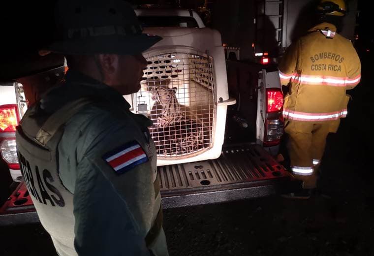 Policía de Fronteras y Bomberos rescataron a manigordo atropellado por vehículo en Golfito