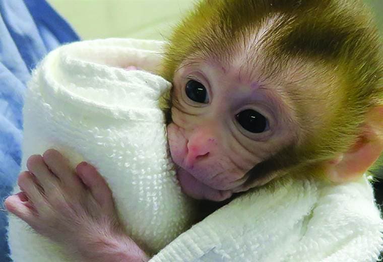 Baby Grady, el mono que podría ayudar a los niños con cáncer a ser fértiles cuando sean adultos