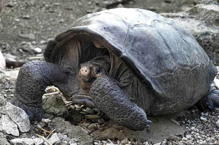 Hallan en Ecuador tortuga gigante considerada desaparecida hace un siglo