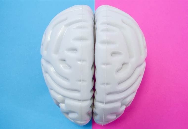 ¿Es cierto que hombres y mujeres tienen cerebros distintos?