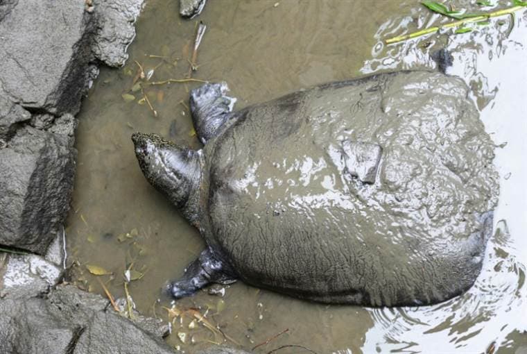 La tortuga del Yangtsé, al borde de la extinción tras una inseminación fallida