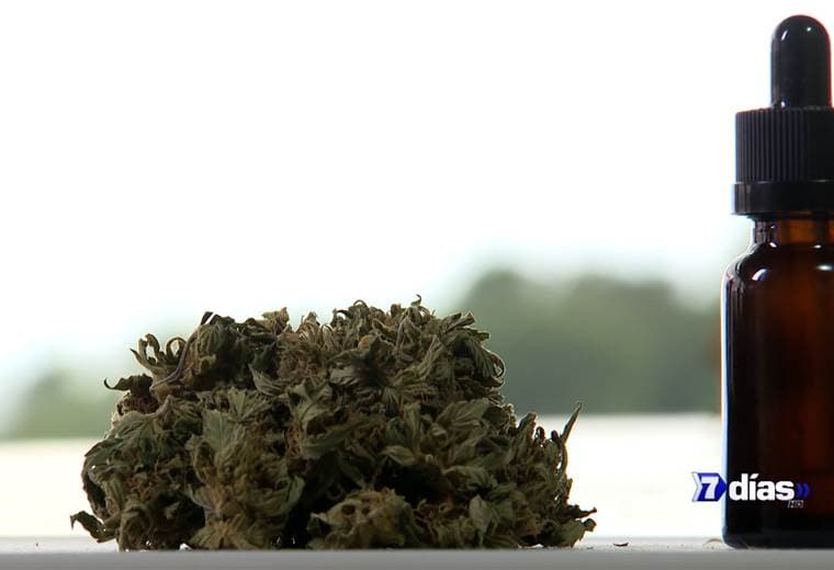 España busca ampliar el uso medicinal del cannabis