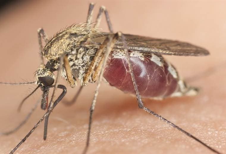 Día mundial de la malaria: cuáles son los síntomas y cómo se puede prevenir