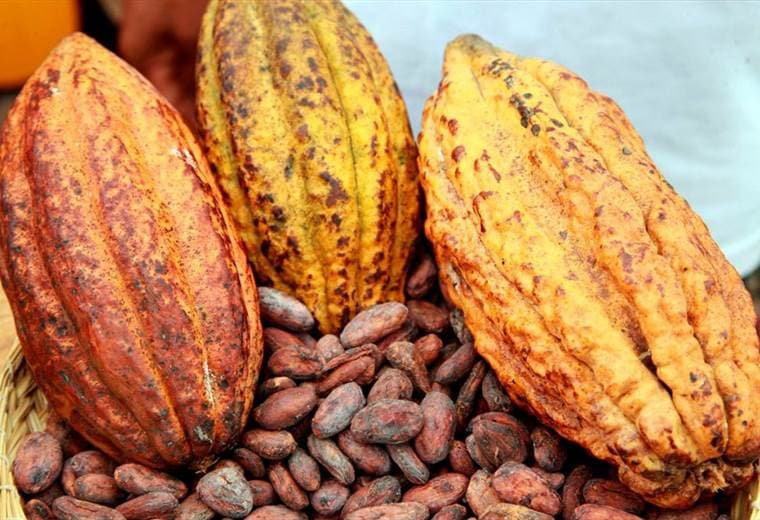 Nuevo plan desarrollador beneficiará a pequeños productores de cacao 