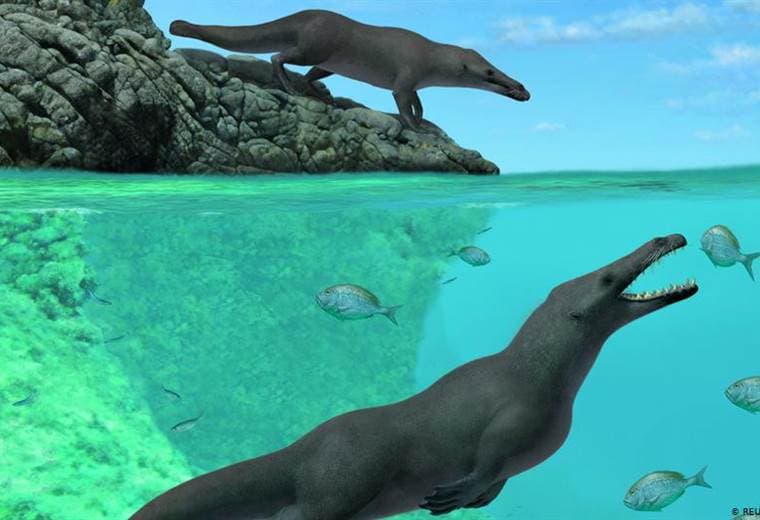 Perú: hallada ballena cuadrúpeda de 42.6 millones de años