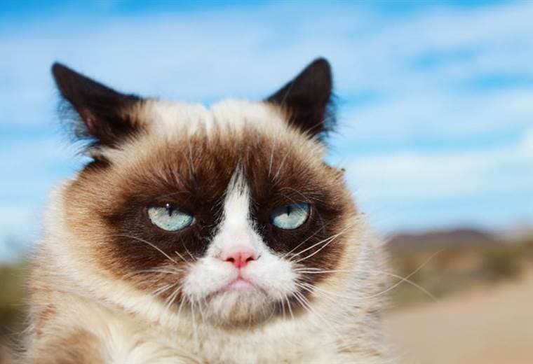 Grumpy Cat, la gata sensación en internet, murió a los 7 años