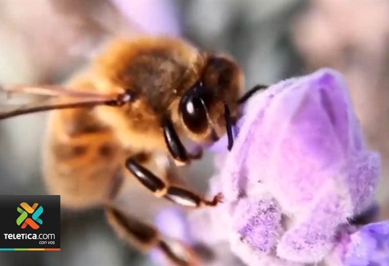 Sala Constitucional ordena al MAG analizar impacto de los agroquímicos en las abejas