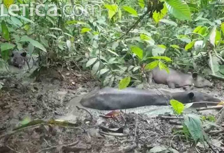 Tres tapires aprovecharon lodazal para refrescarse en el Parque Nacional Corcovado
