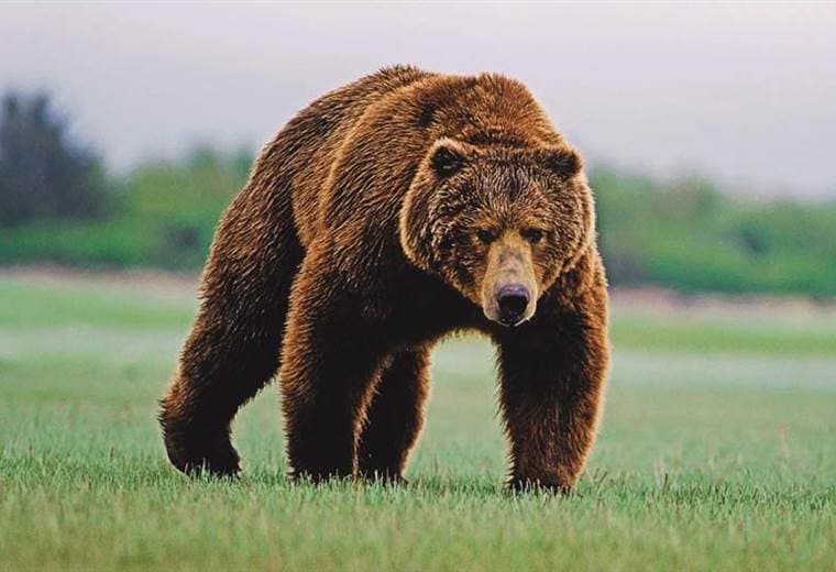 Dos hermanos murieron tras intentar dispararle a un oso en EE. UU.