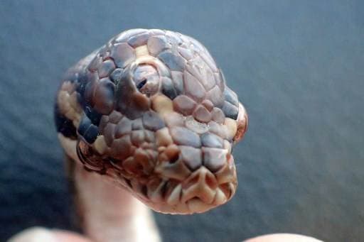 Descubren una serpiente de tres ojos en Australia