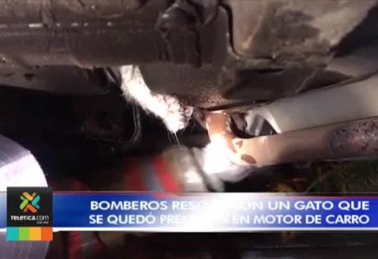 Bomberos rescatan a gato que, huyendo de perro, quedó prensado en motor de carro en Alajuela