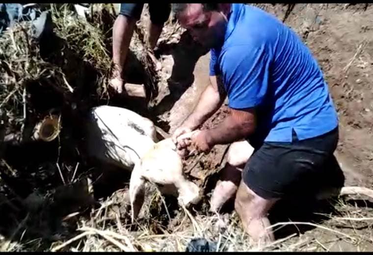 Vídeo muestra cómo salvan vida de ternero atrapado por árbol en Río Tárcoles