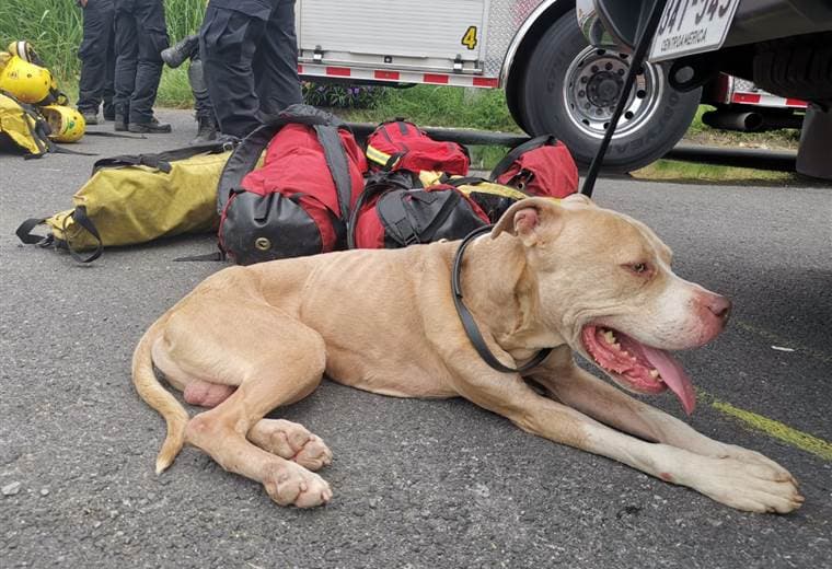 Bomberos rescató un perro del cauce del Río Virilla