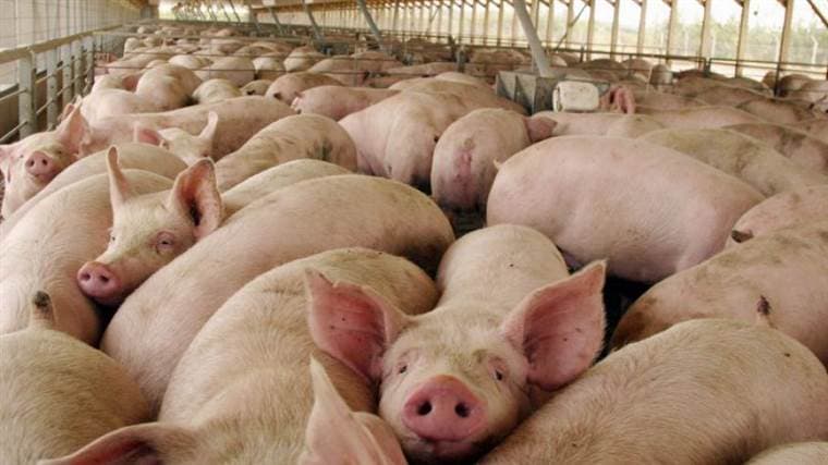 Incendio acaba con la vida de 800 cerdos en finca porcina de Alajuela