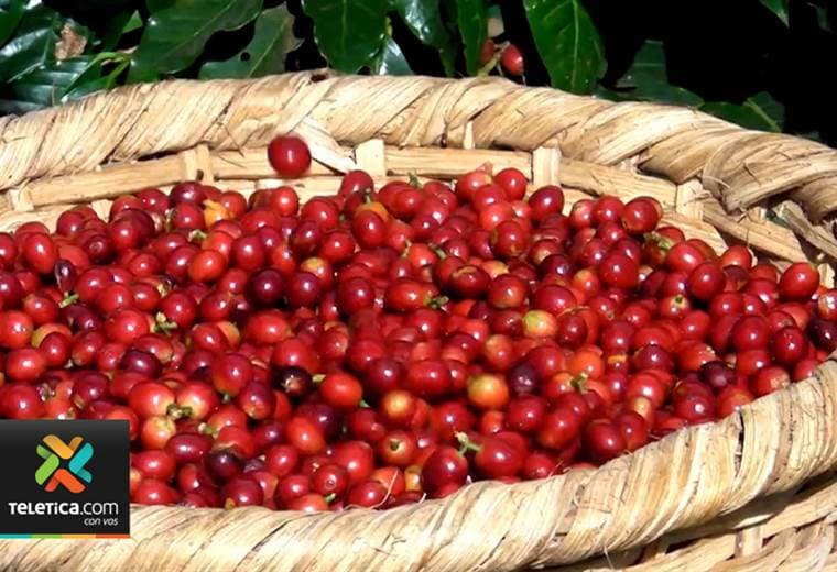 Este jueves se realiza subasta de cafés finos que se producen en la zona de los Santos