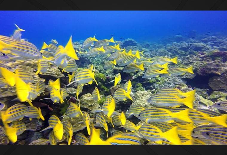 Investigación en la Isla del Coco pretende determinar estado de salud de arrecifes