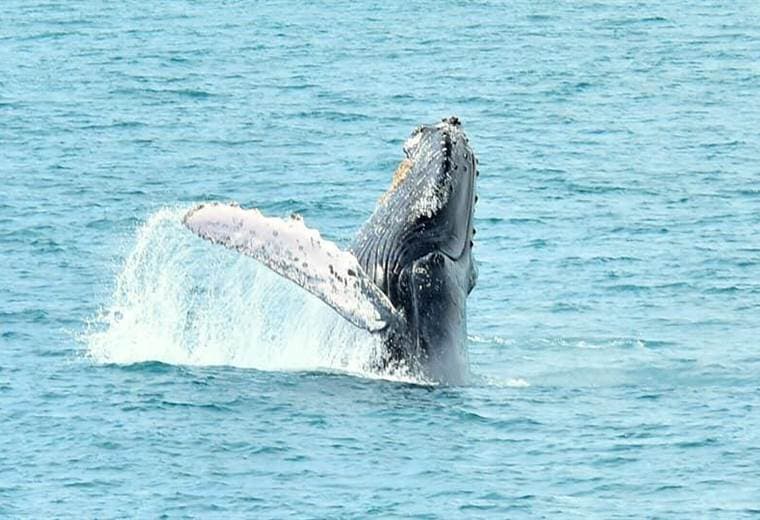 Islandia suspende caza de ballenas por bienestar animal
