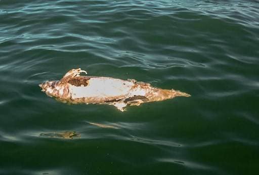 Hábitat de la vaquita marina en México, declarado Patrimonio Mundial en peligro