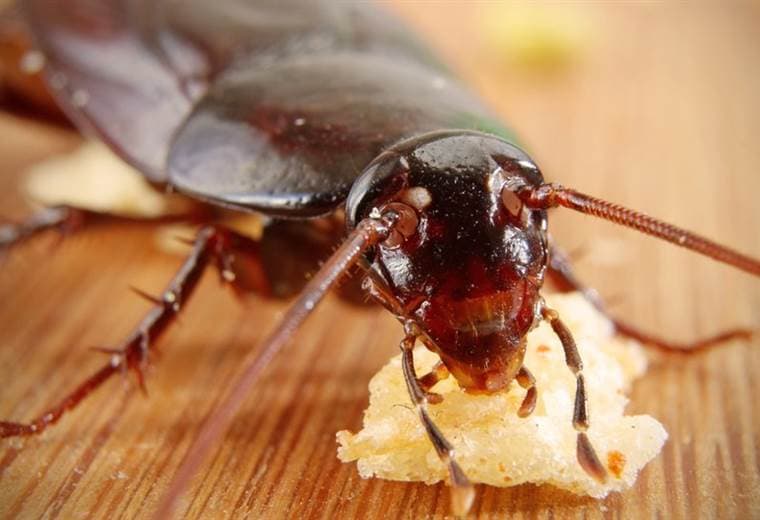 Por qué las cucarachas se están volviendo resistentes a insecticidas y por qué debería preocuparnos