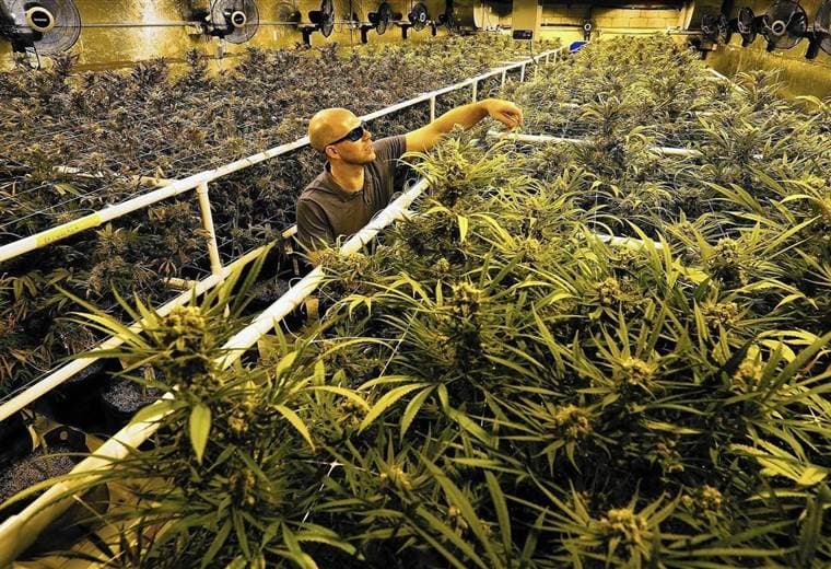 "Hablar de un veto es prematuro", dice Gobierno tras advertir riegos de legalizar cannabis