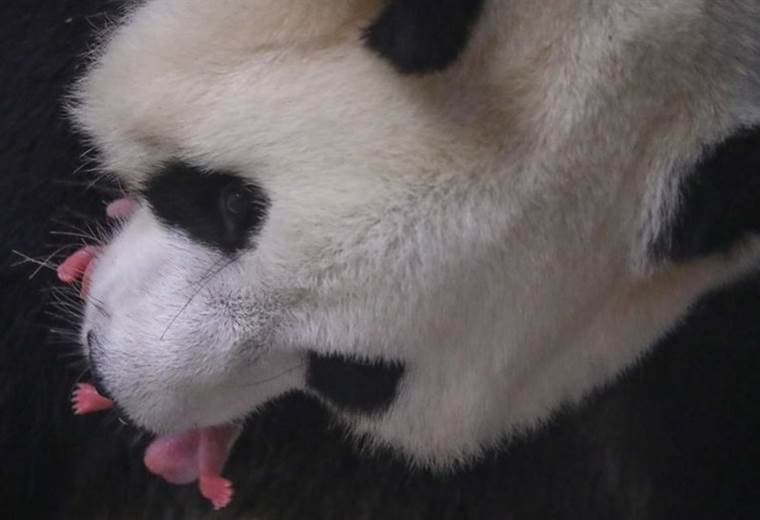 La panda gigante que dio a luz gemelos en un zoológico de Bélgica