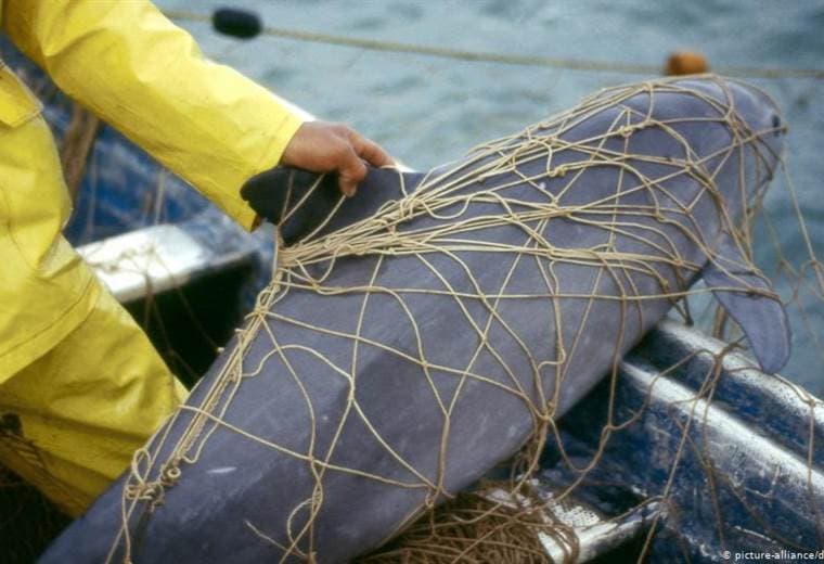 Disminuye la esperanza de salvar a la vaquita marina de la extinción