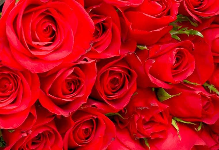 Rosas y girasoles son las flores en tendencia para este Día de la Madre